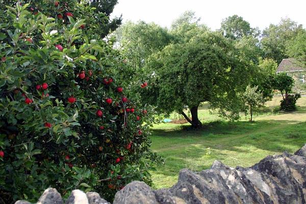 Red apples on Paines Hill.jpg